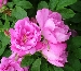 Rosa rugosa (Róża pomarszczona) 